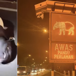 tapir malaya kemalangan malaysia